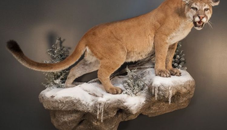 Taxidermy Cougar For Sale